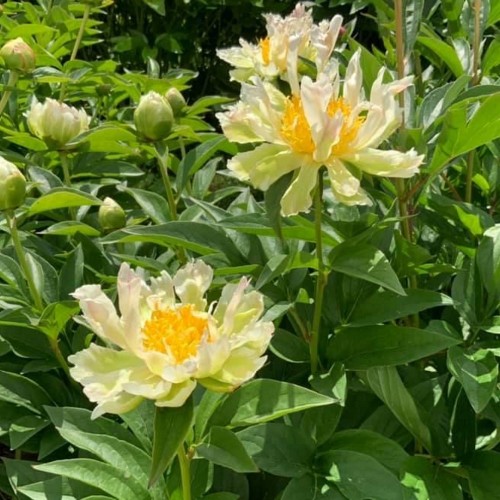 Paeonia 'Green Lotus' - Pojeng 'Green Lotus'